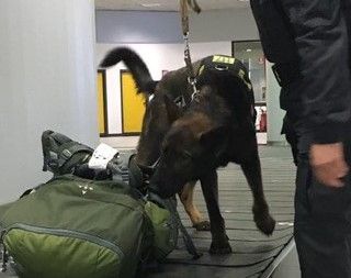 Sbarca a Caselle con una "farmacia" illegale nascosta nel trolley: nei guai un 19enne