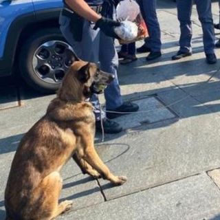 cane antidroga - foto di archivio
