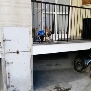 La polizia municipale soccorre un cucciolo di pastore tedesco chiuso in balcone senza cibo né acqua