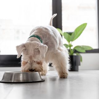 Intolleranze alimentari nei cani: identificazione e strategie nutrizionali