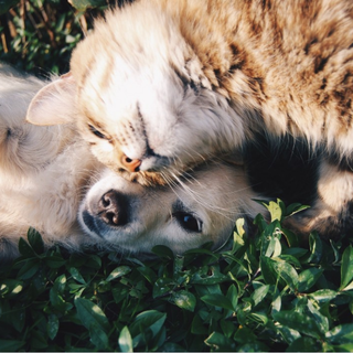 A Torino cibo gratis per cani e gatti delle famiglie in difficoltà