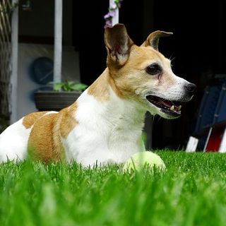 l'immagine di un cane simile a quello ritrovato nelle acque della Dora