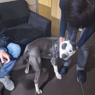 Frediani (M4O): &quot;Bocciatato emendamento che vieta l'suo delle catene per contenere cani e animali d'affezione&quot;