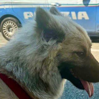 Il mezzo, sottratto sabato, era in corso Tazzoli: gli agenti hanno ritrovato ed aiutato Tais