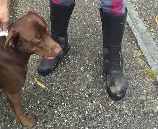 Rubano un cane e chiedono il riscatto al proprietario: scoperti e arrestati dalla Polizia