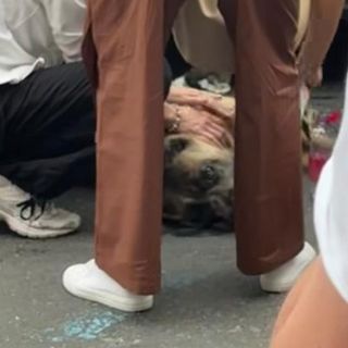 Dramma sfiorato sotto il caldo sole di Loano: cane salvato in extremis