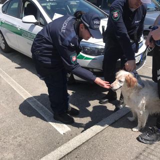 Nichelino, la Polizia Locale salva una cagnetta che correva sulla strada