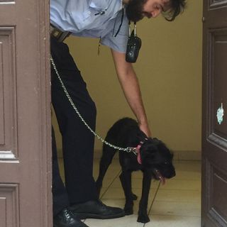 Dimentica il cane dentro la sua Alfa 147 sotto il sole, l'amico a quattro zampe salvato dai vigili urbani