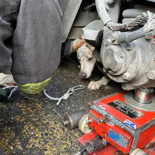 Cane finisce sotto un tram in corso Regina: il miracoloso salvataggio dei vigili del fuoco