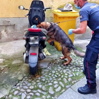 Jackie trova hashish e marijuana nascosta nello scooter, Carabinieri in azione contro spaccio di droga