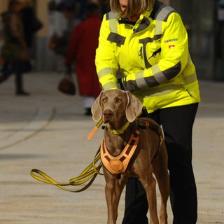 Cumiana sede di un workshop internazionale sulla ricerca di persone scomparse con l'aiuto di unità cinofile Cumiana sede di un workshop internazionale sulla ricerca di persone scomparse con l'aiuto di unità cinofile