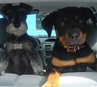 Due cani lasciati chiusi dentro una vettura rischiano di morire soffocati dal caldo: decisivo l'intervento di Polizia Municipale e Vigili del Fuoco