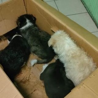 scatolone cani abbandonati