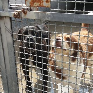 Nel rifugio di Torino, cani e gatti in cerca di casa: “Adottateli d’estate: le ferie aiutano a conoscervi”