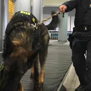 Fermato a Caselle con foglie di cocaina nel trolley: sessantenne nei guai
