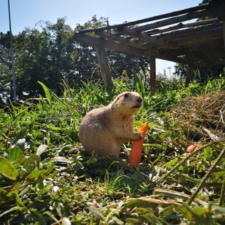 Wallaby Australiani, Cani della Prateria Americani e Maialini Vietnamiti protagonisti a ZOOM Torino