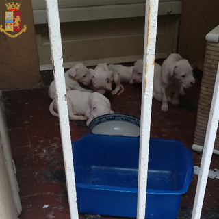 Chiusi sul balcone, sopravvivevano da giorni senza cibo né acqua: 10 cani salvati dalla polizia
