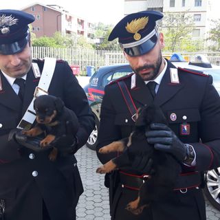 Recuperati dai carabinieri 8 cuccioli di rottweiler, si teme per la sorte del loro proprietario