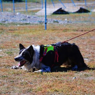 A Bardonecchia l'esame finale per i cani del Soccorso Alpino e Speleologico [FOTO]