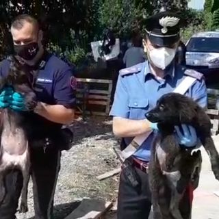 Chieri, sedici cani abbandonati in un canile abusivo: denunciata la proprietaria [VIDEO]