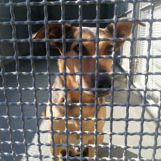 &quot;Adotta al canile di Torino&quot;: al via la campagna comunicativa per dare una nuova casa a cani e gatti (FOTO)
