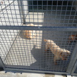 La custode del canile di via Germagnano aggredita e ferita da alcuni nomadi