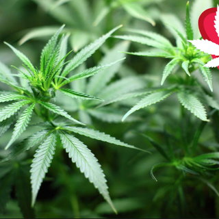 Popolo della Famiglia Piemonte: “Chiudere per Natale i negozi di cannabis”