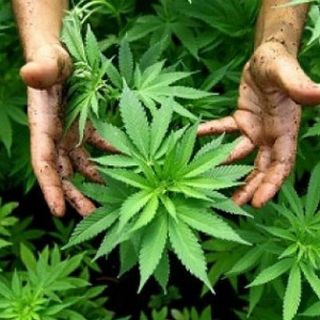 Torino, i poliziotti entrano in casa di un giovane per aiutarlo, ma trovano mezzo chilo di marijuana nell'armadio