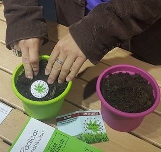 Efficacia e sicurezza della cannabis terapeutica: al via uno studio della Regione Piemonte con l’Università di Torino