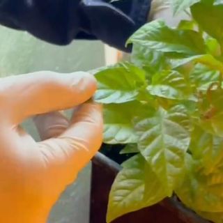 La lite di coppia li smaschera: in casa nascondevano un impianto di coltivazione della marijuana