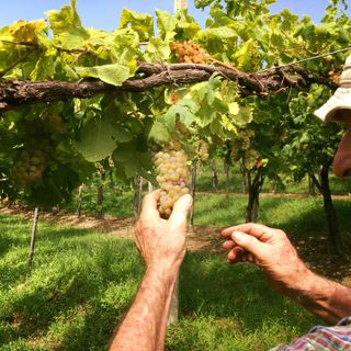 La luce di Caluso brilla nei calici di Degusté: la Cantina Gnavi dal Canavese a Grugliasco