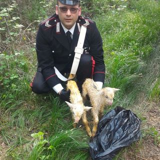 Due capretti abbandonati in fondo a una scarpata dentro un sacco di plastica: salvati dai carabinieri