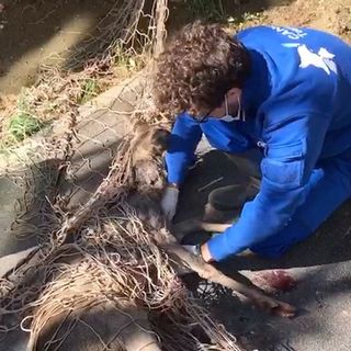 capriolo recuperato