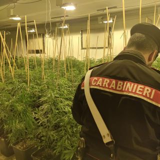 Una serra di marijuana nel capannone abbandonato: trovate 903 piante e 67 kg già raccolti