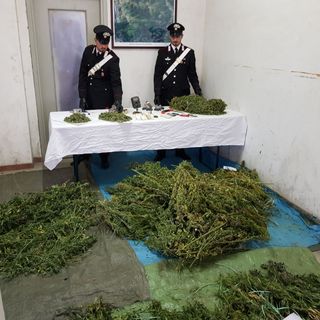 Rinvenuti 14 chili di marijuana in una abitazione in Valchiusella (VIDEO)
