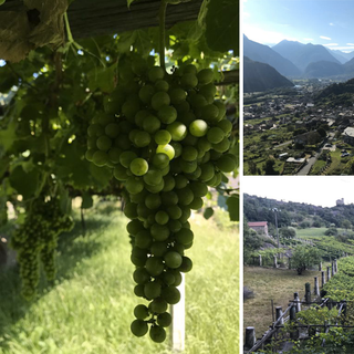 Tra pilun e pergole, alla scoperta dei vigneti eroici di Carema e Settimo Vittone [VIDEO e FOTO]