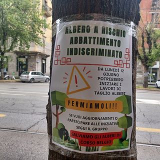 cartello su albero di corso belgio