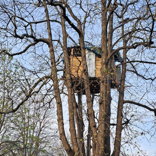 Quella casetta sull’albero in corso Vittorio e il sospetto che qualcuno ci viva abusivamente