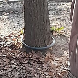 catena legata attorno a un albero
