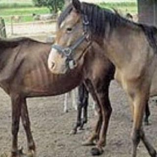 Maltrammenti di animali in una fattoria di San Benigno, anche il giudice si commuove