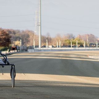 cavalli sulla pista di Vinovo