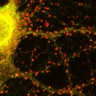 Ricerca, Torino diventa capitale dell'intelligenza per un giorno