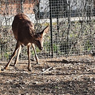 Giovani cervi e caprioli svezzati al Canc verso la reintroduzione in natura