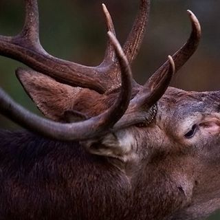 Castellamonte, bracconiere uccideva cervi e camosci per poi venderli clandestinamente