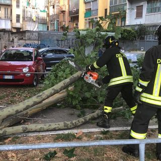 Albero caduto in Corso Montegrappa, Morando (Lega): “Qual è lo stato di salute degli alberi in Circoscrizione 4?”