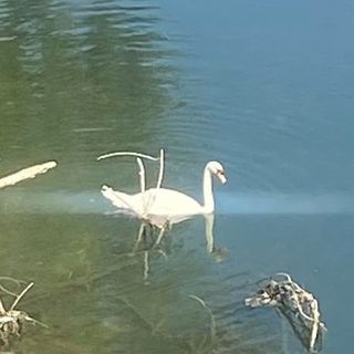 cigno ponte sassi