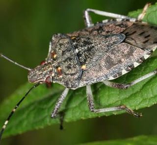 Cimice asiatica: in provincia di Torino i danni alle nocciole arrivano al 40%