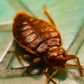 Da Pozzo Strada a San Salvario, case invase dalla cimice dell'olmo. Il Comune: &quot;Mettete zanzariere e strisce incollanti&quot;