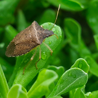 Il clima mite fa scattare l'allarme delle cimici, con un nuovo &quot;nemico&quot;