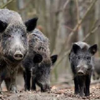 Fauna selvatica, Carenini (Cia Piemonte): &quot;Ci vorrebbe Figliuolo anche per risolvere l'emergenza cinghiali&quot;